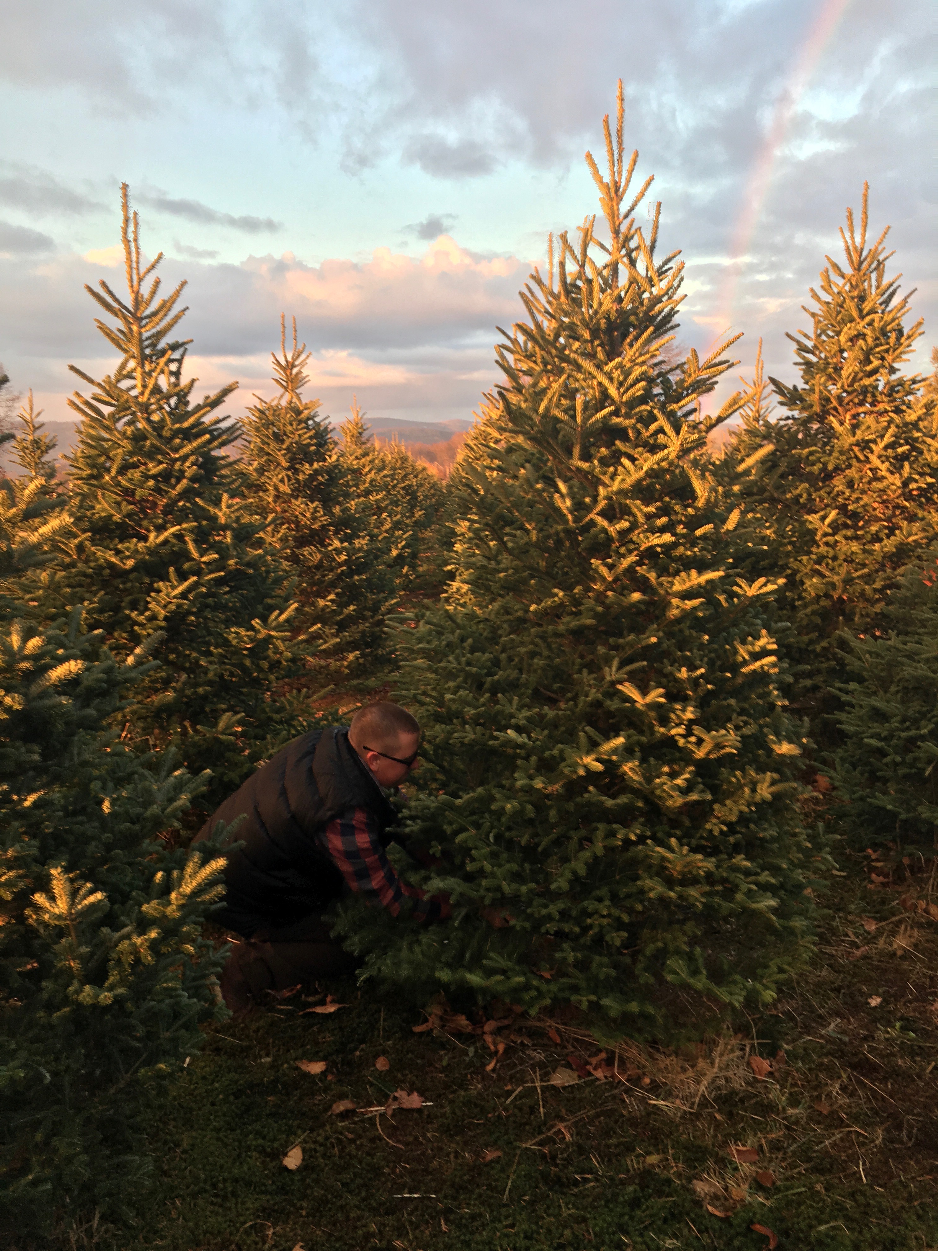 Finding the Perfect Christmas Tree - Cut Your Own Christmas Tree in New York - Frolic Through Life