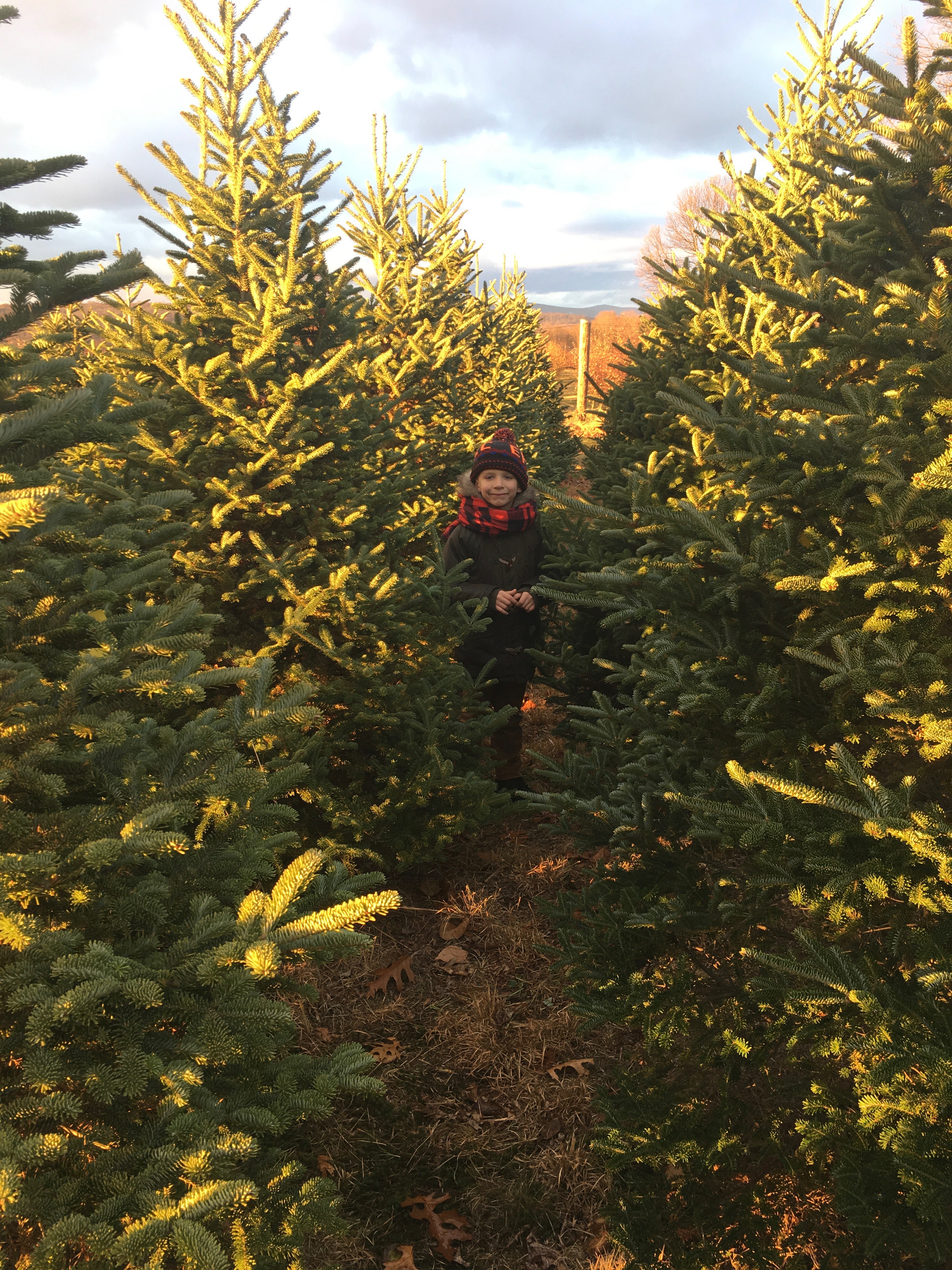 cut your own Christmas tree new york