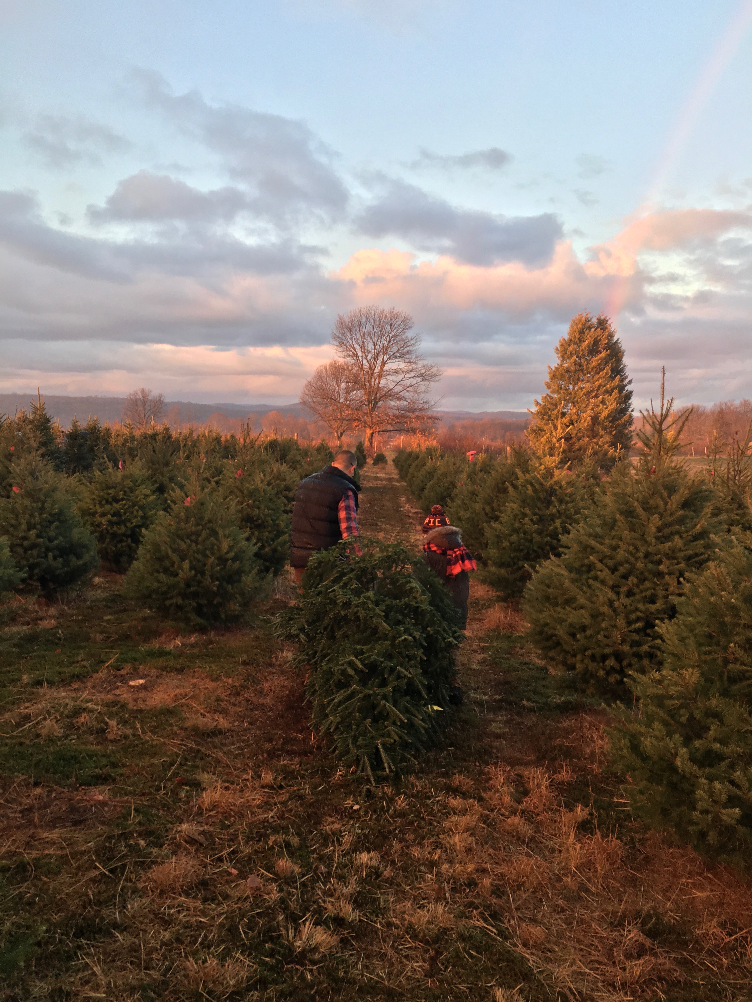 cut your own Christmas tree westchester