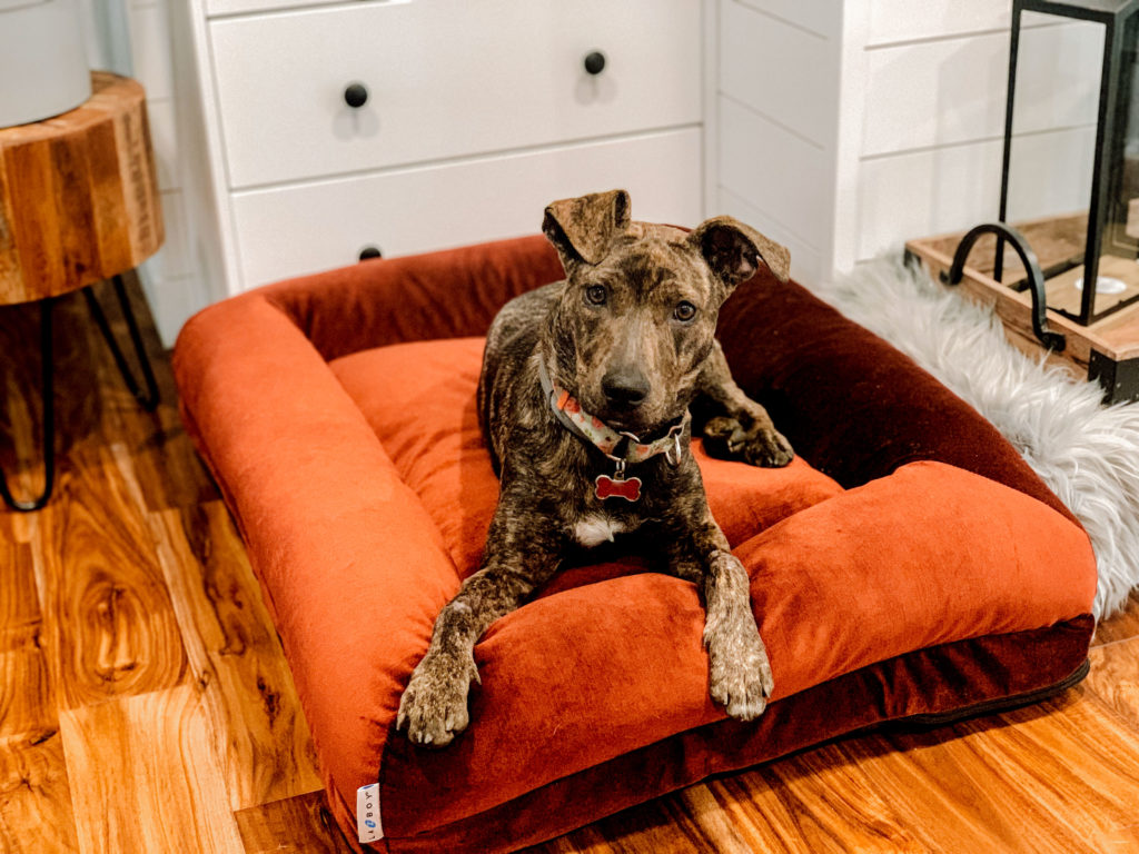 la-z boy dog bed